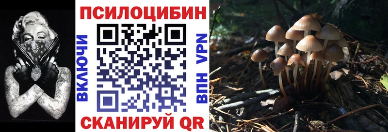 закладка  Белый  Псилоцибиновые грибы Psilocybe 